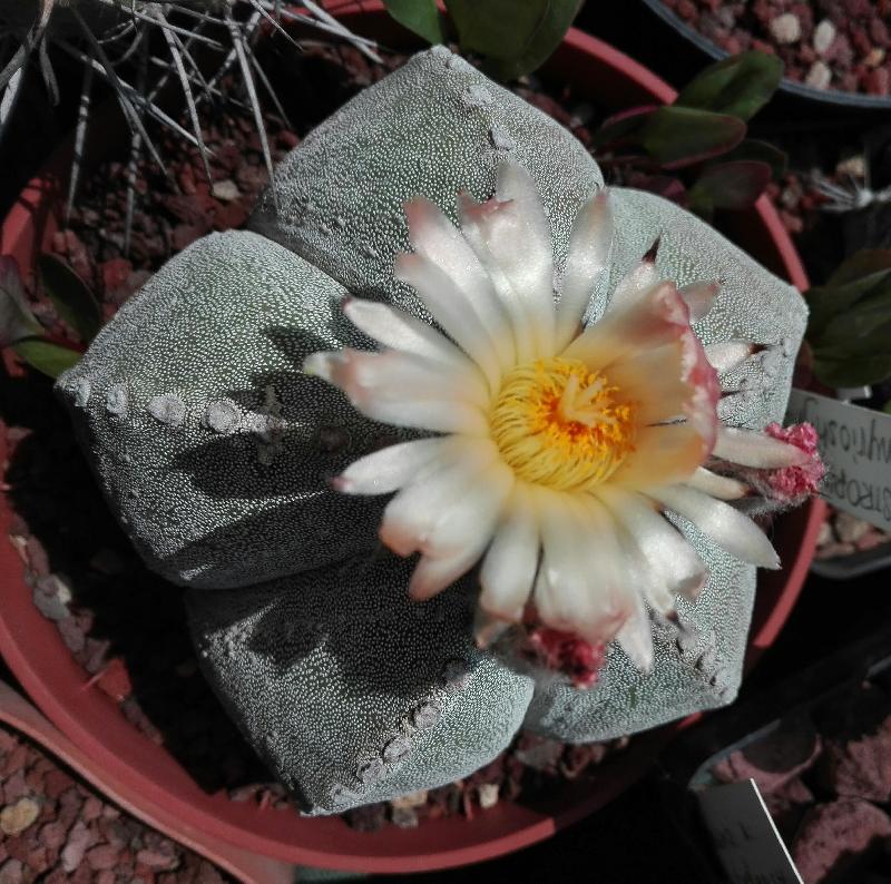 Astrophytum_myriostigma.jpg